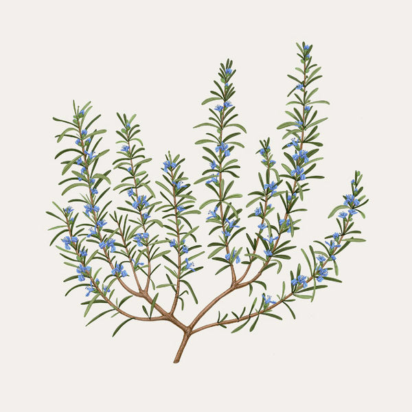 Rosemary Diffuser 迷迭香 室內擴香 Carriere Freres