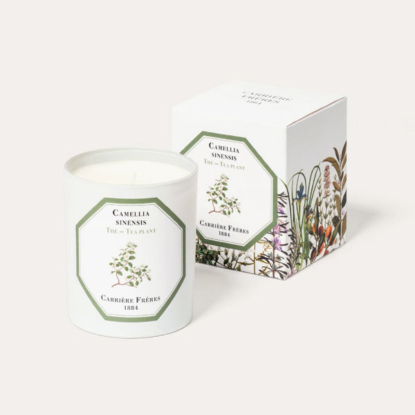 Tea Plant Candle 茶樹香薰蠟燭 Carriere Freres